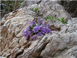 Rivinova vijolica (Viola riviniana)